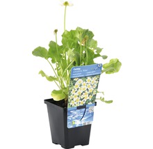 Sumpfdotterblume ''Alba'' in einem Topf