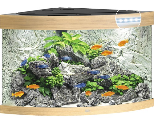 Aquarium d''angle avec décorations, plantes et poissons
