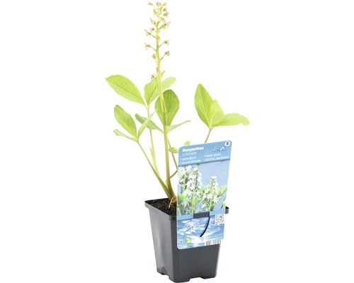 Blütenstand des Fieberklees im Topf