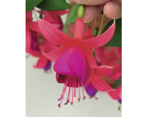 Fuchsia droit FloraSelf Fuchsia hydride pot Ø 12 cm