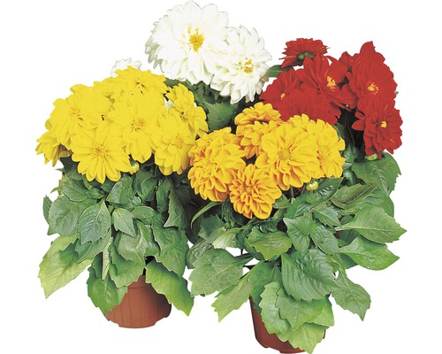 Dahlie FloraSelf Dahlia x Hybride H 30-40 cm Co 5 L zufällige Sortenauswahl