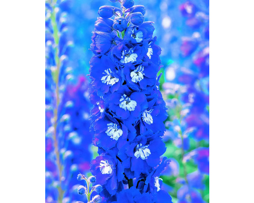 Rittersporn mit blauen Blüten