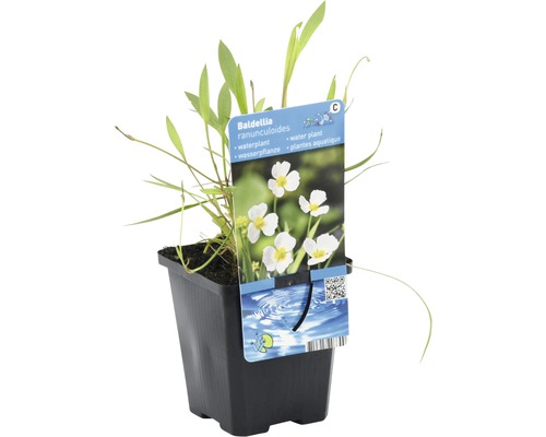 Baldellia ranunculoides plante aquatique en pot