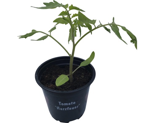 Tomate à tuteur FloraSelf Lycopersicon esculentum 'Harzfeuer' pot Ø 9 cm