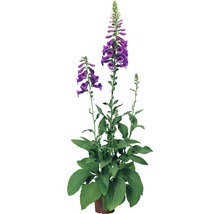 Blühende Digitalis Pflanze im Topf.