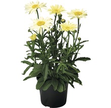 Margeritenbusch mit gelben Blüten in schwarzem Topf