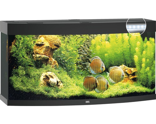 Aquarium mit Fischen, Pflanzen und Steinen dekoriert