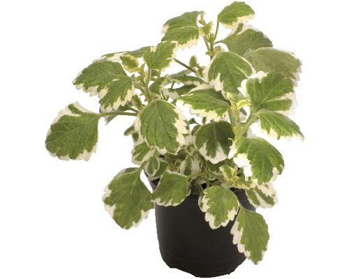 Plectranthe FloraSelf Plectranthus fruticosus pot Ø 10,5 cm, aussi contre les mites alimentaires Plectranthe FloraSelf Plectranthus fruticosus pot Ø 10,5 cm, aussi contre les mites alimentaires