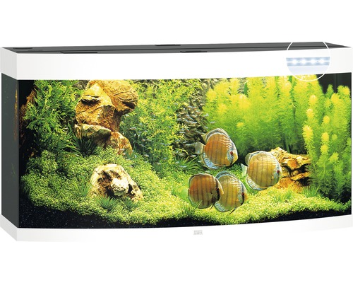 Vollständig eingerichtetes Aquarium mit Fischen, Pflanzen und Beleuchtung