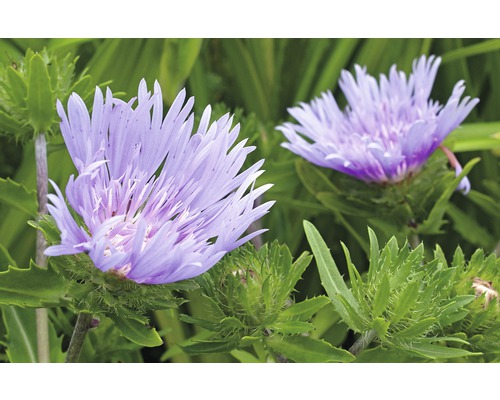 Kornblumen-Aster FloraSelf Stokesia laevis 'Mels Blue'® Ø 23 cm Topf