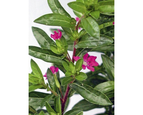 Plante à fleurs avec feuilles vertes et fleurs roses