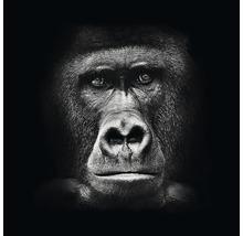Porträt eines Gorillas