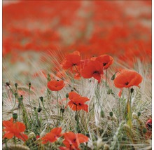 Mohnblumenfeld mit reifen Getreideähren
