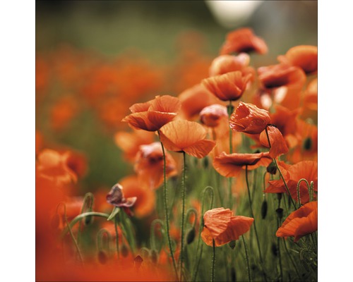 Glasbild Orange Poppies I 50x50 cm GLA1267