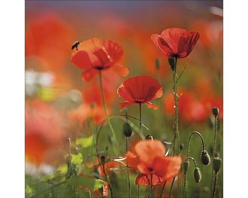 Glasbild Orange Poppies II 50x50 cm GLA1268