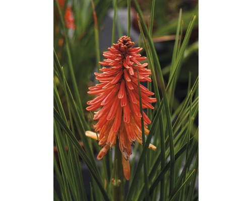 Gros plan d''un Kniphofia.