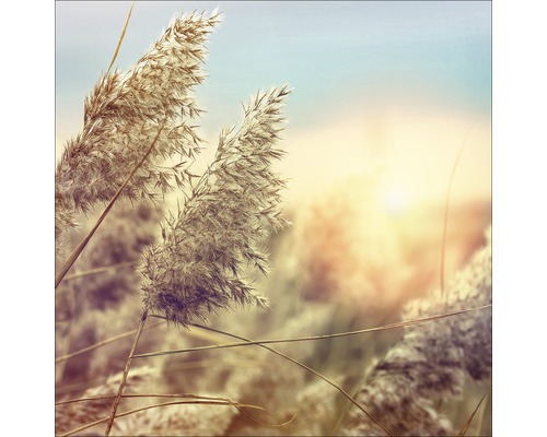 Tableau en verre Wheat In Wind II, 20x20 cm