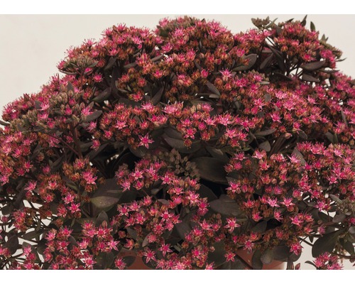 Sédum avec des fleurs roses