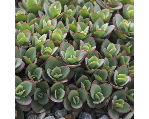 Plante succulente dense avec des feuilles arrondies