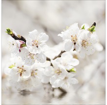 Tableau en verre White Blossom I, 20x20 cm