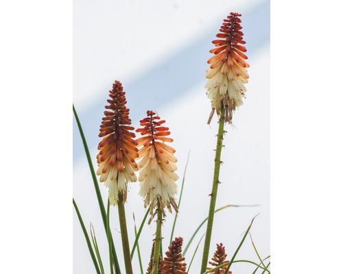 Lis torches dans le jardin