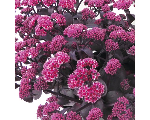 Orpin avec fleurs roses