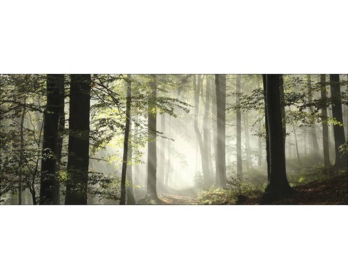 Paysage forestier avec arbres et rayons de soleil