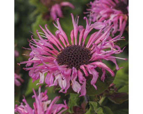Gros plan d''une fleur de monarde