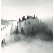 Forêt brumeuse avec des conifères