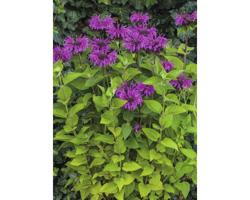 Plante de monarde avec des fleurs violettes et des feuilles vertes