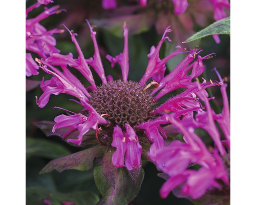 Gros plan d''une plante de Monarda en fleurs