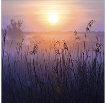 Paysage matinal avec des roseaux et le soleil levant