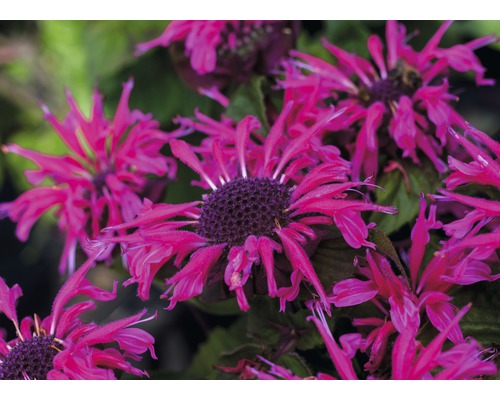 Gros plan sur des fleurs de Monarda dans le jardin.