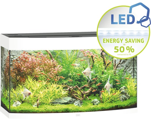 Aquarium avec poissons et plantes aquatiques