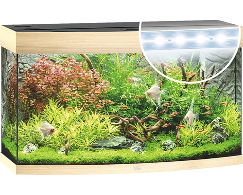 Aquarium aménagé avec poissons et plantes