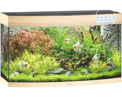 Aquarium aménagé avec poissons et plantes