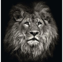 Tableau en verre Lion Head, 50x50 cm-thumb-0