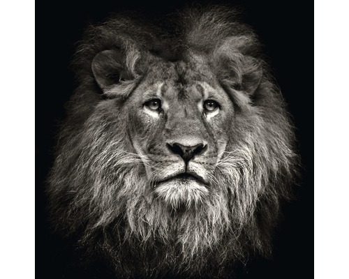 Tableau en verre Lion Head, 50x50 cm