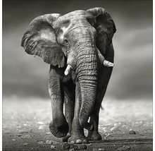 Tableau en verre Grey Elephant, 20x20 cm-thumb-0