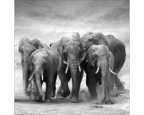 Tableau en verre Elephant Family, 20x20 cm