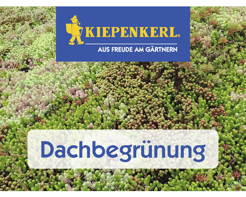 Semences de gazon Kiepenkerl DSV 630 toiture végétalisée III mélange d'aromates 1 kg 200 m²