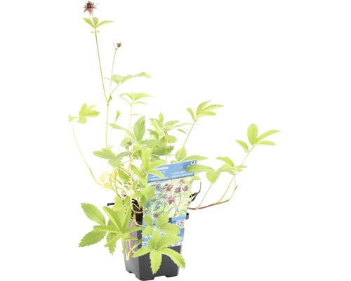 Potentille rouge sang en pot