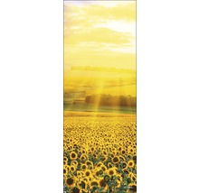 Champ de tournesols sous un ciel lumineux