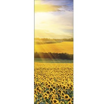Vue panoramique d''un champ de tournesols