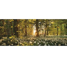 Scène de forêt avec de l''ail des ours dans les sous-bois et la lumière du soleil qui brille à travers