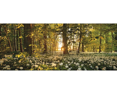 Scène de forêt avec de l''ail des ours dans les sous-bois et la lumière du soleil qui brille à travers
