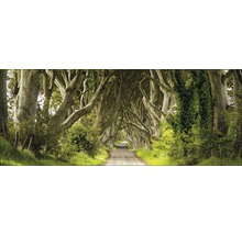Allée avec un tunnel d''arbres au-dessus d''une route