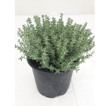 Plant de thym en pot