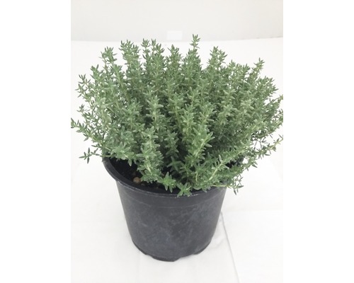 Plant de thym en pot
