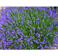 Lavendel FloraSelf Lavandula angustifolia Co 3 L-thumb-4
